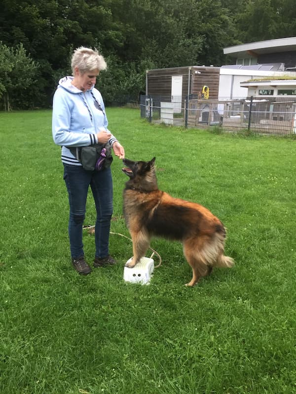 honden euthanasie dieren euthanasie