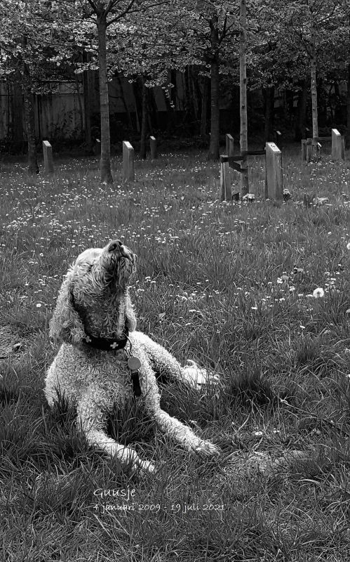 euthanasie honden euthanasie aan huis