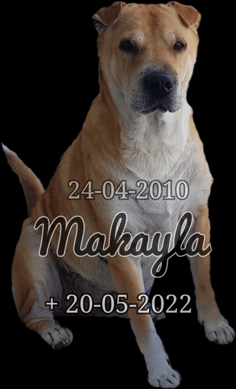 dieren euthanasie honden dieren euthanasie aan huis